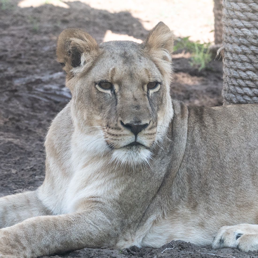 A lioness of the zoo group resting at Hai Park