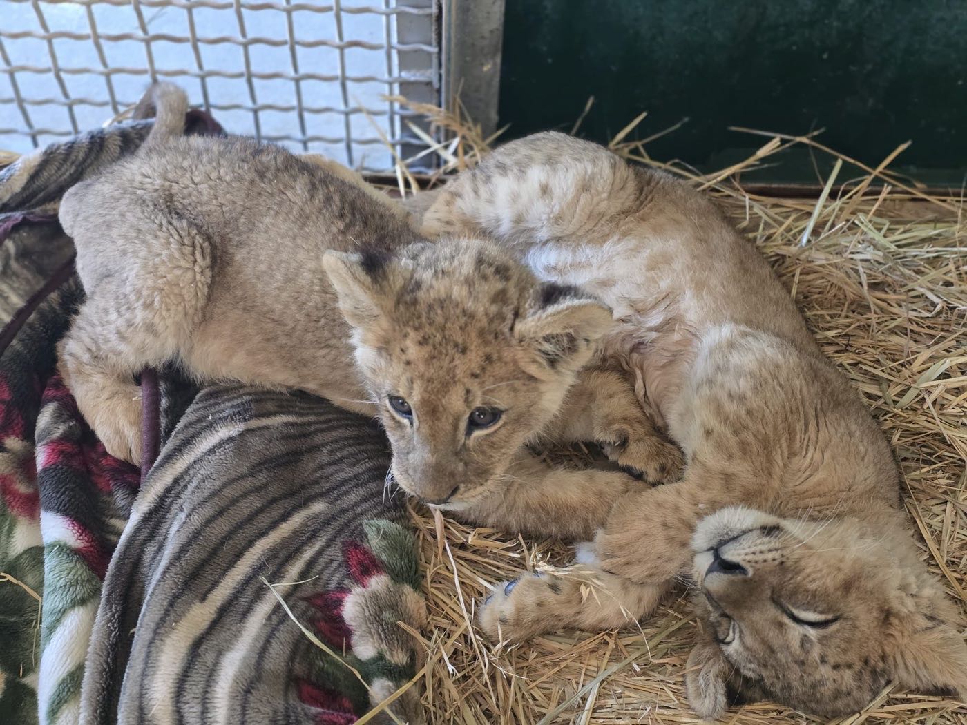 Two of the confiscated cubs resting together during rehabilitation at Hai Park