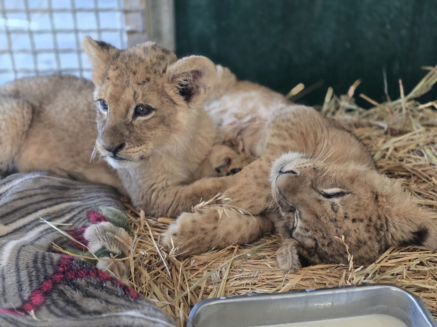 Two rescued cubs, one asleep