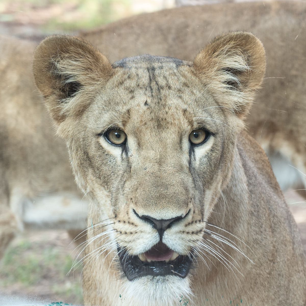 Yahalom, a rehabilitated lioness of the zoo group at Hai Park, looking directly at the camera