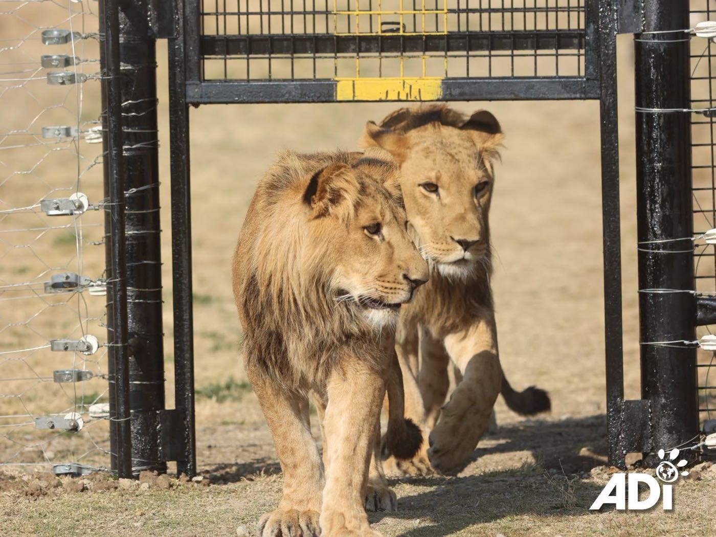 Ori and Ben Tzur walk into their new sanctuary yard in South Africa