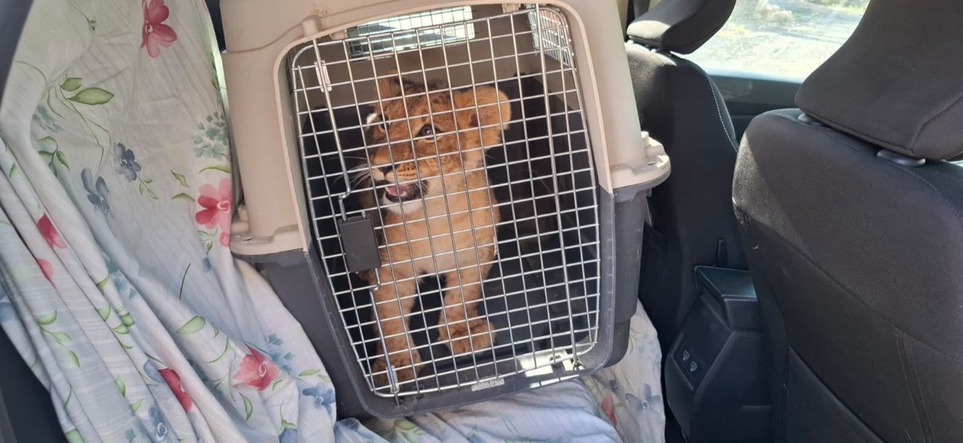 A lion cub kept in a pet carrier in the back of a car