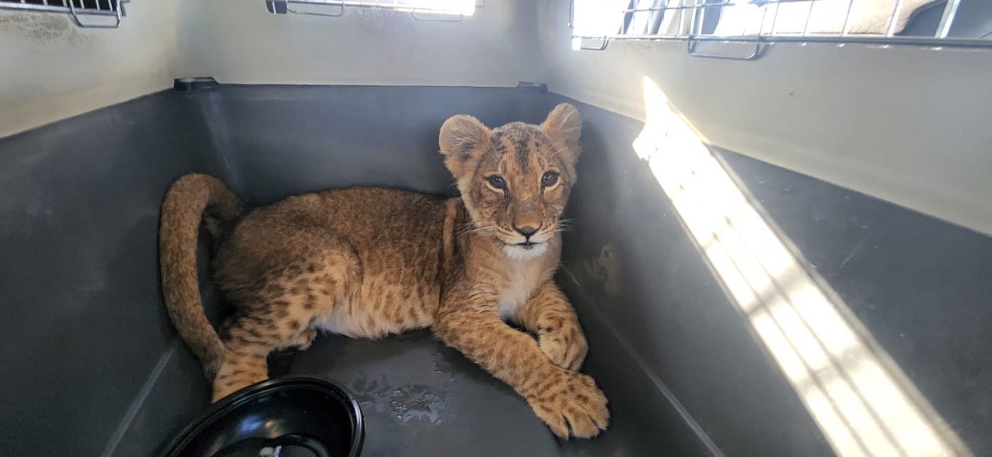 A lion in a transport crate