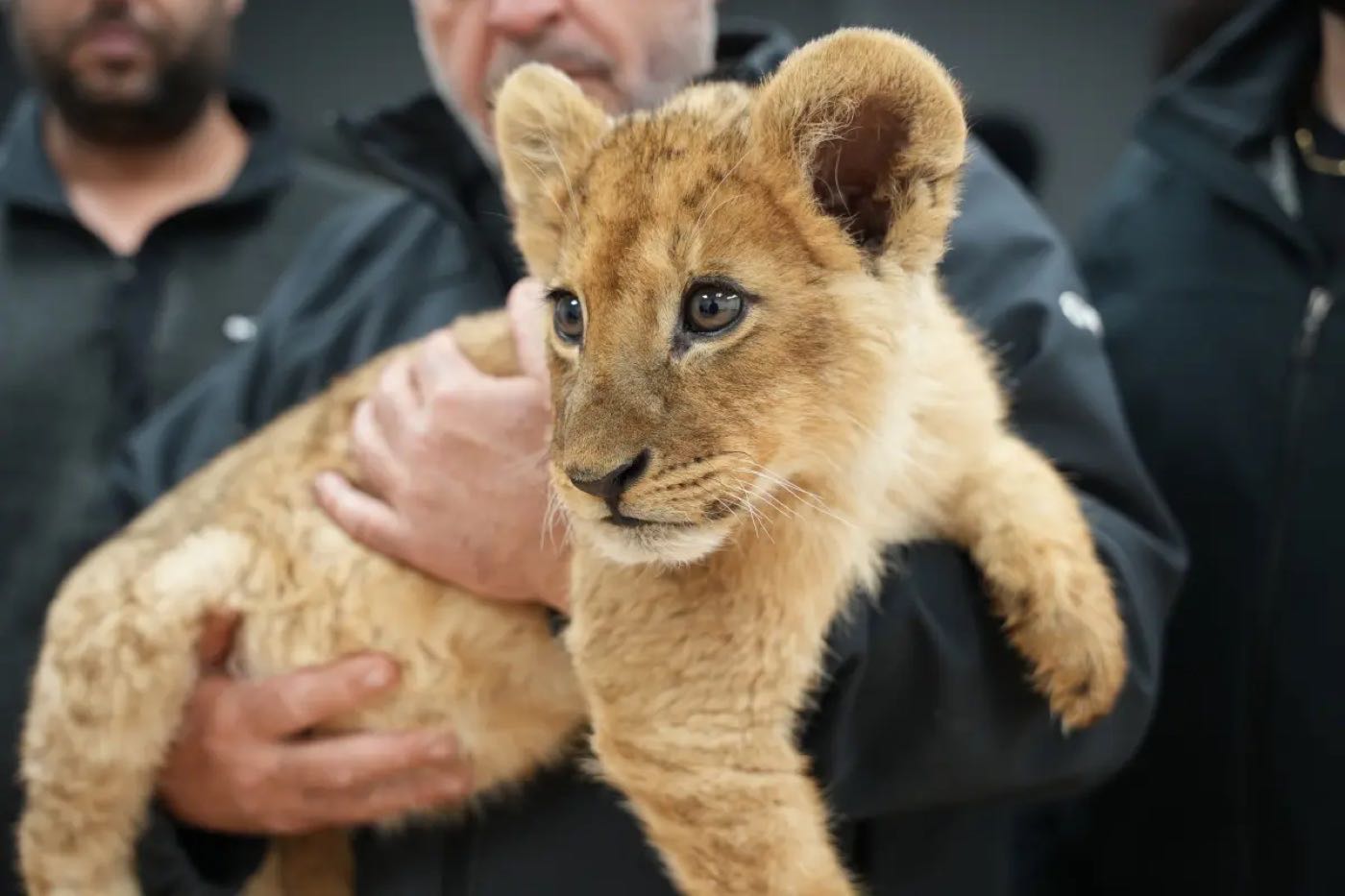 A lion cub held in a handler's hands; the people behind it are out of focus.