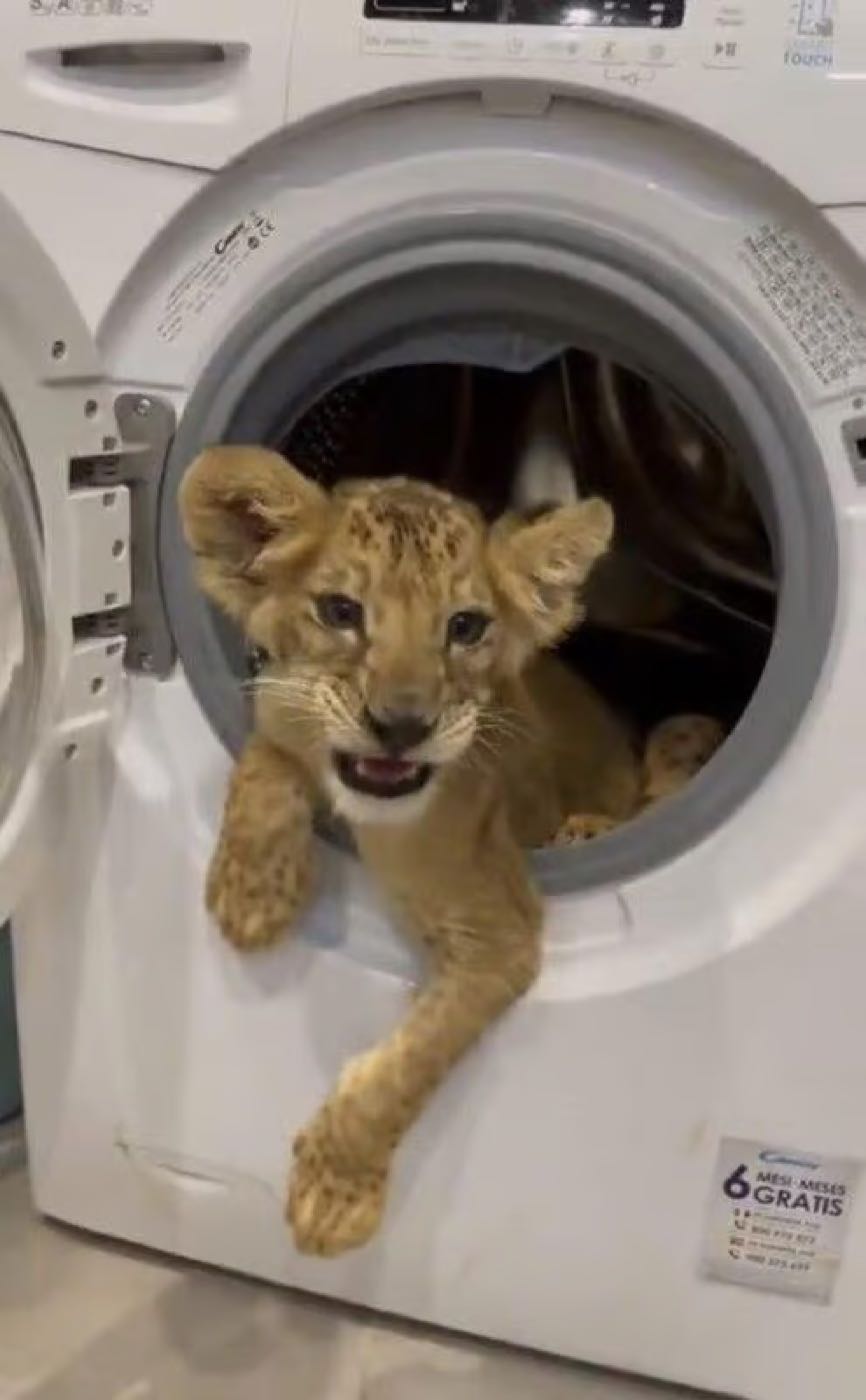 A confiscated lion cub inside a household washing machine