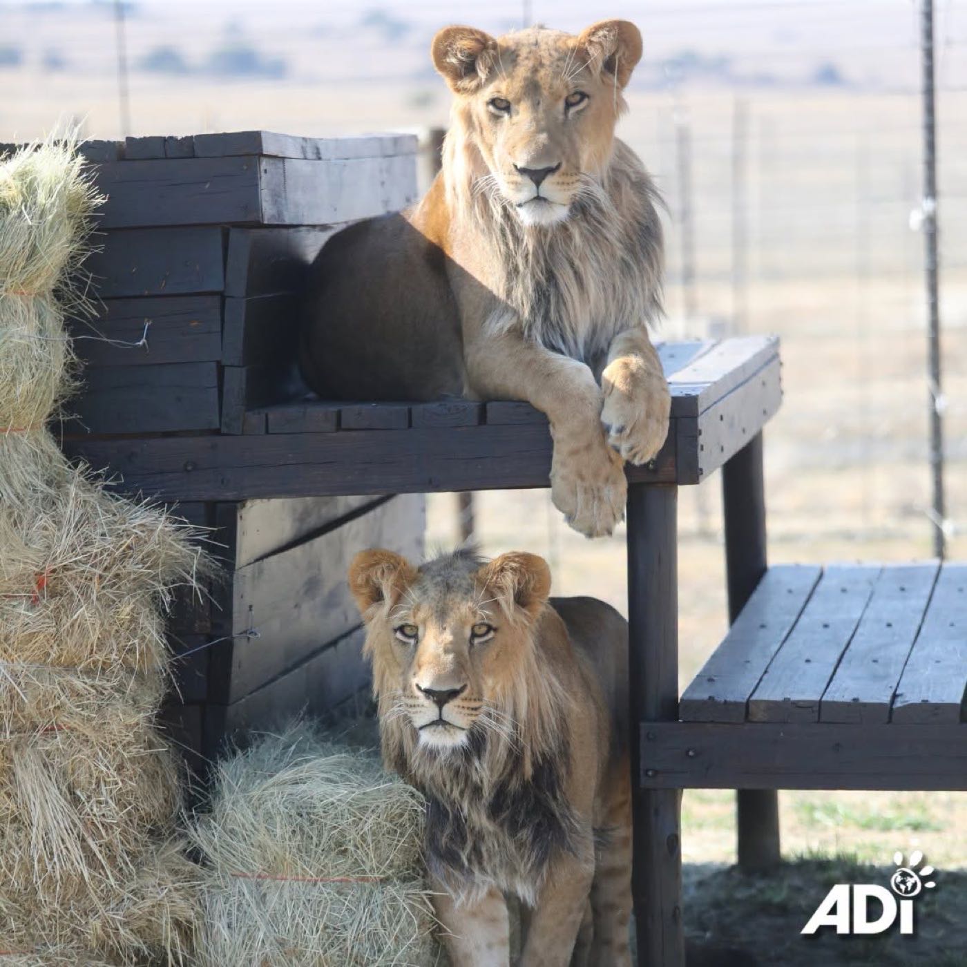Ori and Ben Tzur at the ADI Wildlife Sanctuary